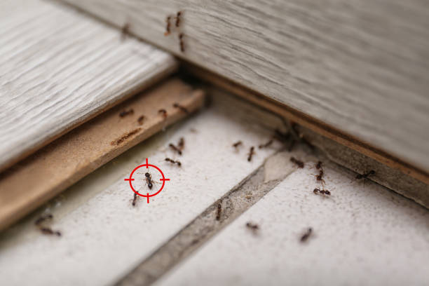 Best Local Pest Control Services  in Madrid, IA