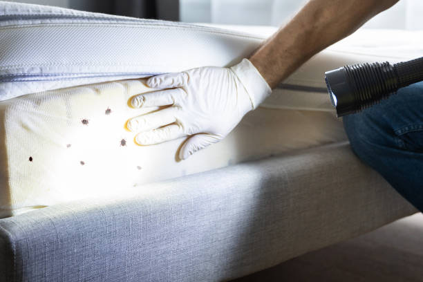 Best Termite Control Services  in Madrid, IA