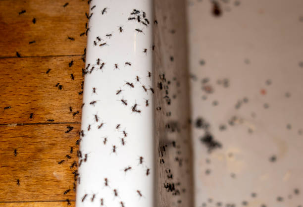 Best Pest Control Near Me in Madrid, IA
